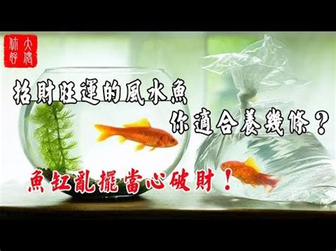 招財魚有哪些|一文睇清招財魚種類 